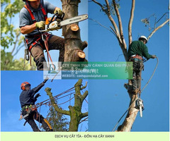 DỊCH VỤ CẮT TỈA VÀ ĐỐN HẠ CÂY XANH TẠI ĐỒNG NAI