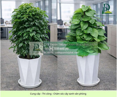 Thiết kế Thi công Chăm sóc cây xanh văn phòng tại Đồng Nai