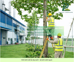 Dịch vụ chăm sóc cây xanh định kỳ cho công ty nhà xưởng 2 3 lần/tuần