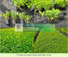 THI CÔNG CỎ XUYẾN CHI – CỎ ĐẬU PHỘNG CÔNG TRÌNH ĐỒNG NAI - 2