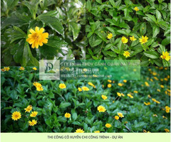 THI CÔNG CỎ XUYẾN CHI – CỎ ĐẬU PHỘNG CÔNG TRÌNH ĐỒNG NAI - 3
