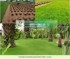THI CÔNG CỎ XUYẾN CHI – CỎ ĐẬU PHỘNG CÔNG TRÌNH ĐỒNG NAI - 4