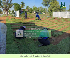 Dịch vụ trồng cỏ lá gừng – cỏ nhung Nhật tại Biên Hòa, Đồng Nai - 3