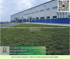 THI CÔNG CỎ CÔNG TRÌNH GIÁ RẺ CHO DOANH NGHIỆP TẠI ĐỒNG NAI - 2