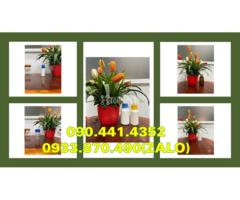Chai nhựa 1 lít vuông đựng dầu hôi, vỏ chai nhựa 0.5 lít đựng dầu mỏ