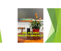 Chai nhựa 1 lít vuông đựng dầu hôi, vỏ chai nhựa 0.5 lít đựng dầu mỏ - 2