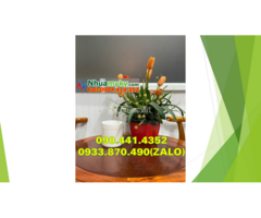 Lọ nhựa 50g đựng tinh dầu, hộp nhựa 100g đựng tinh chất cô đặc (gel) - 4