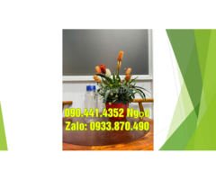 Chai thủy tinh 50ml đựng cao xoa bóp, chai thủy tinh 250ml đựng rượu xoa bóp